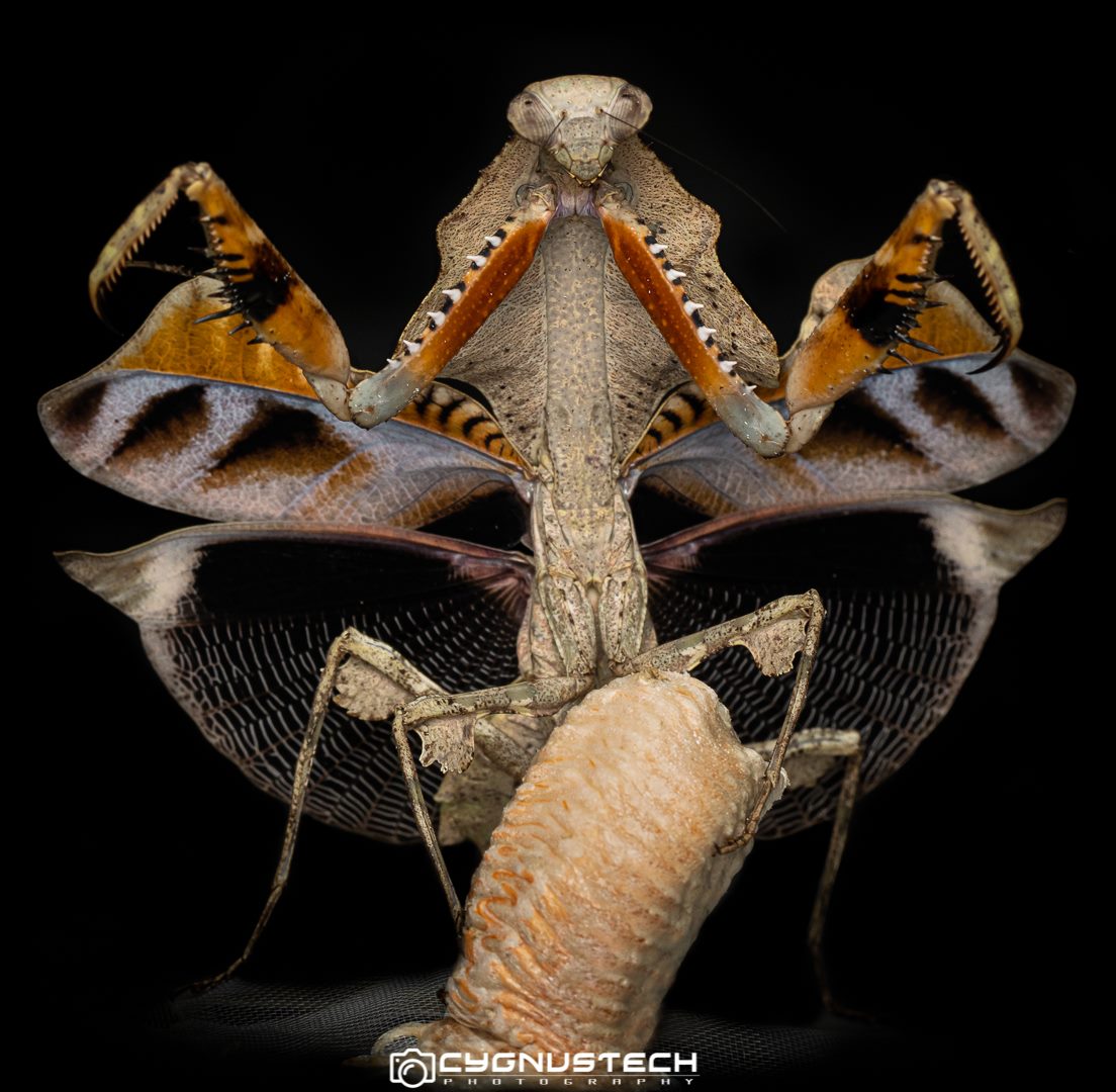 Cygnustech - Guardian of the Ootheca! Deroplatys lobata,... | Facebook