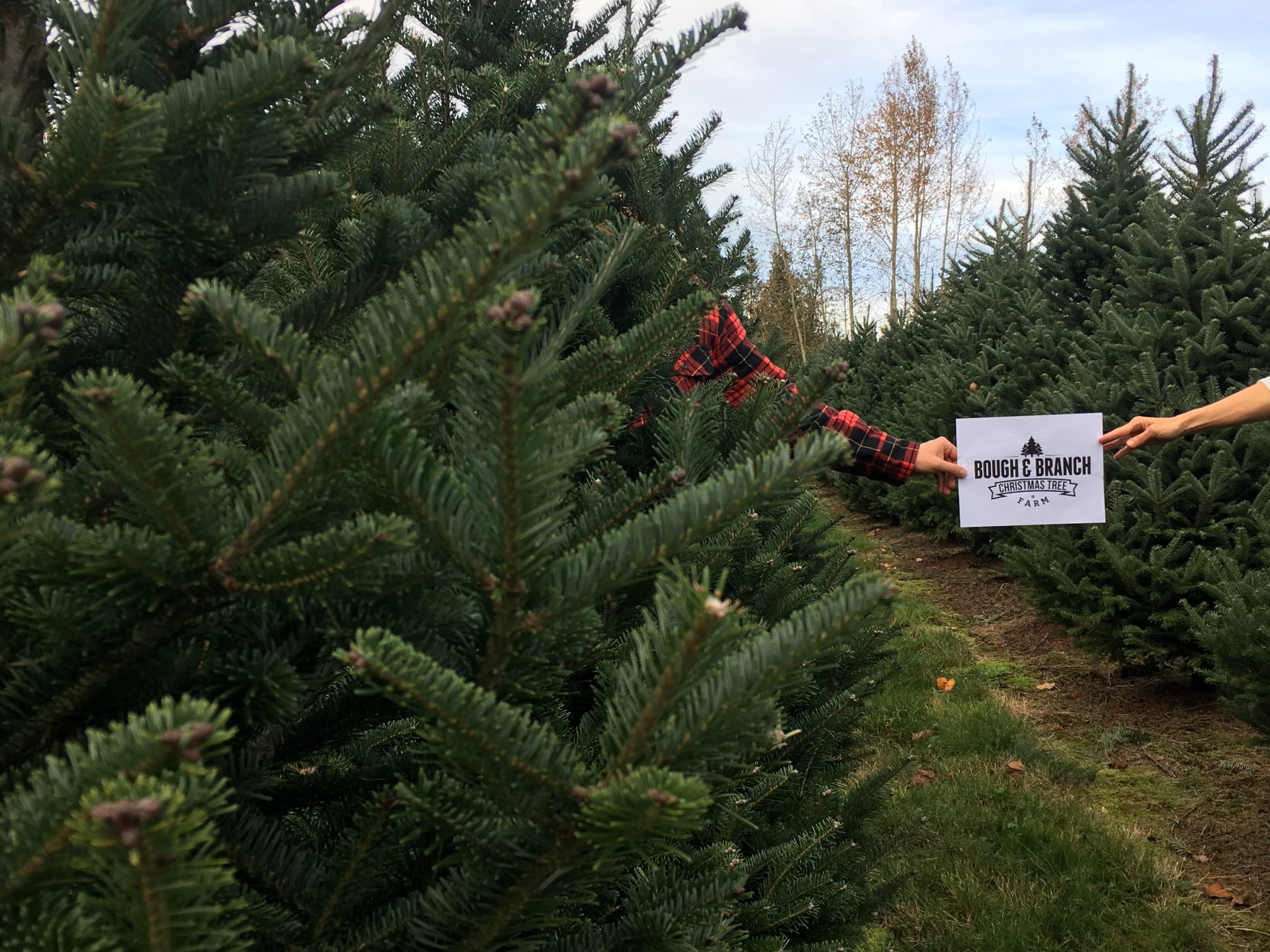 Bough & Branch Christmas Tree Farm | Abbotsford BC