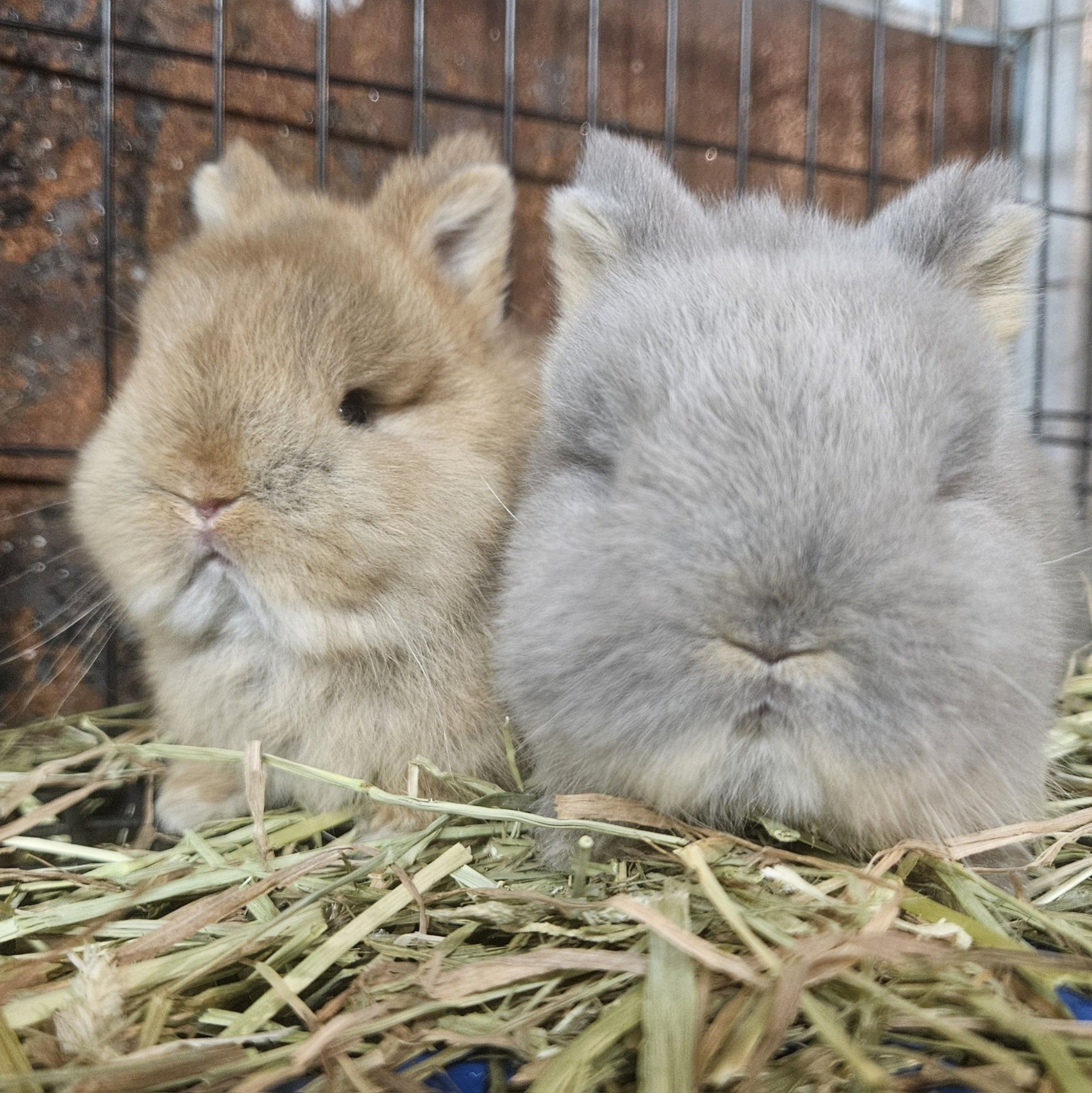 Snuggle Bunnies Netherland Dwarfs | Does anyone know the dosage for ...