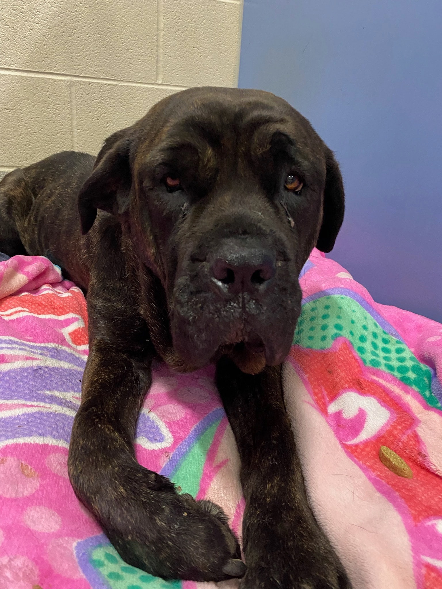 Found on 20... - Lost and Found Pets in Porter County Indiana | Facebook