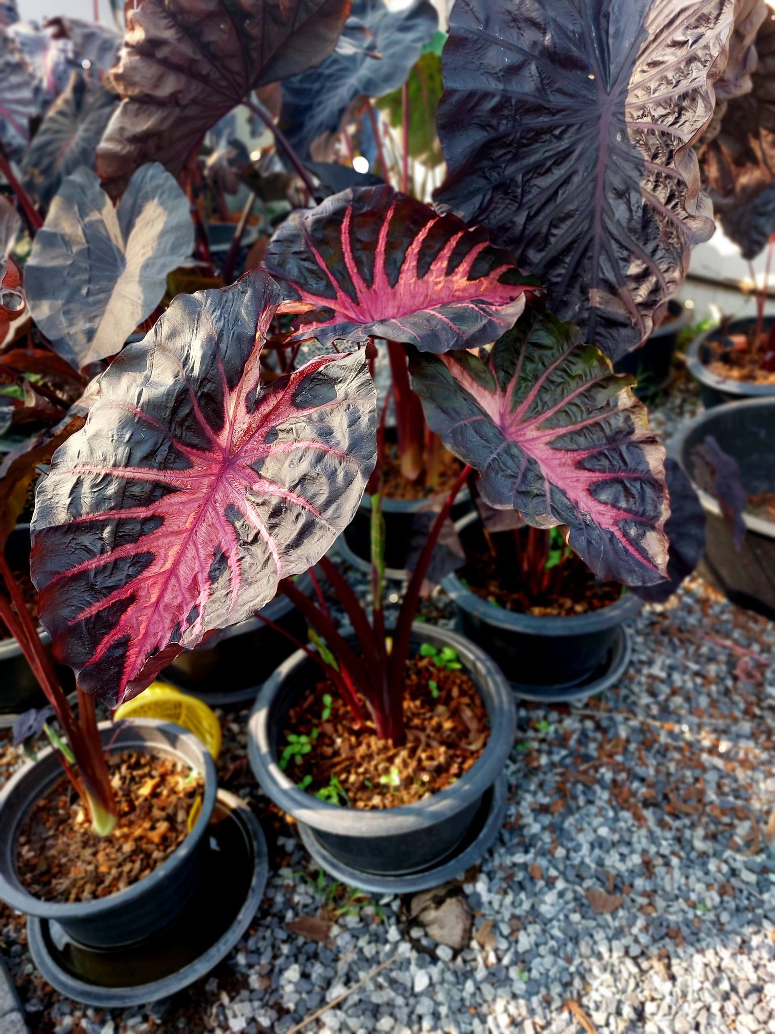 Colocasia​ Forest​ Sunrays So​ Beautiful​ 🇹🇭