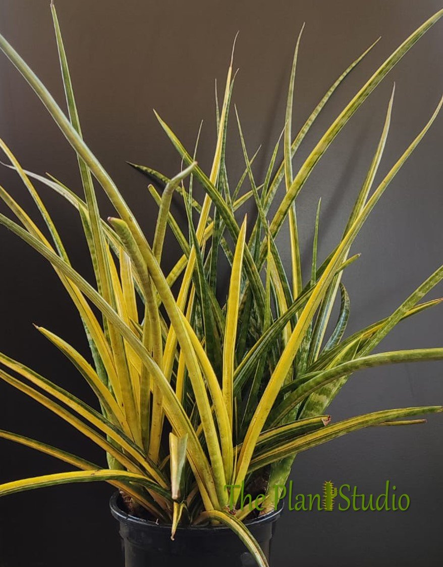 Sansevieria sulcata variegated (HUGE clump of 15 flowering plants