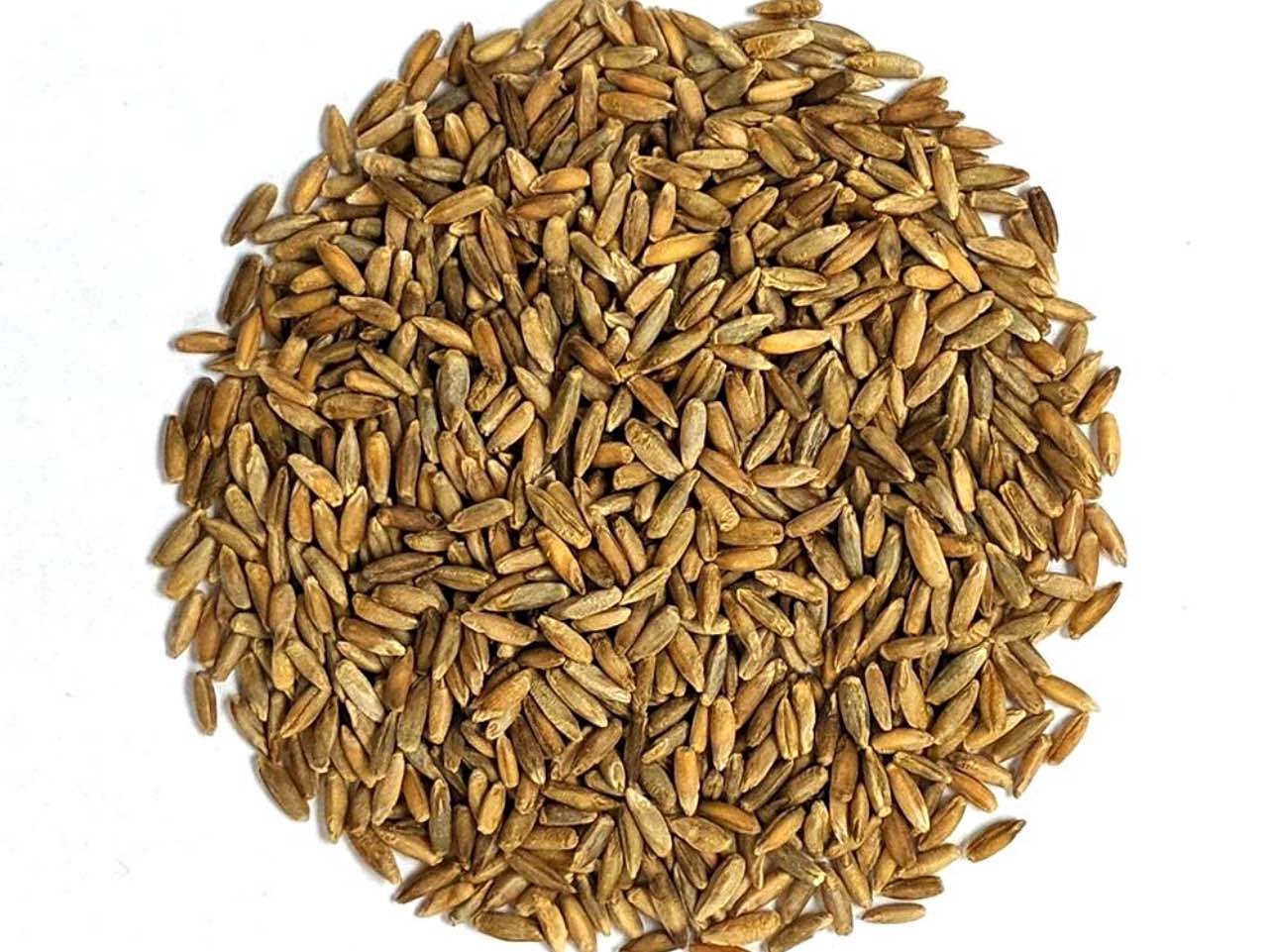 Winter rye seeds - Plants, Seeds & Bulbs - Ocala Estates, Florida ...
