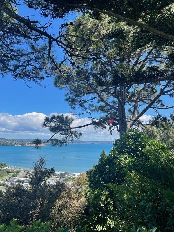 Precision Treeworks Ltd | Whangaparaoa