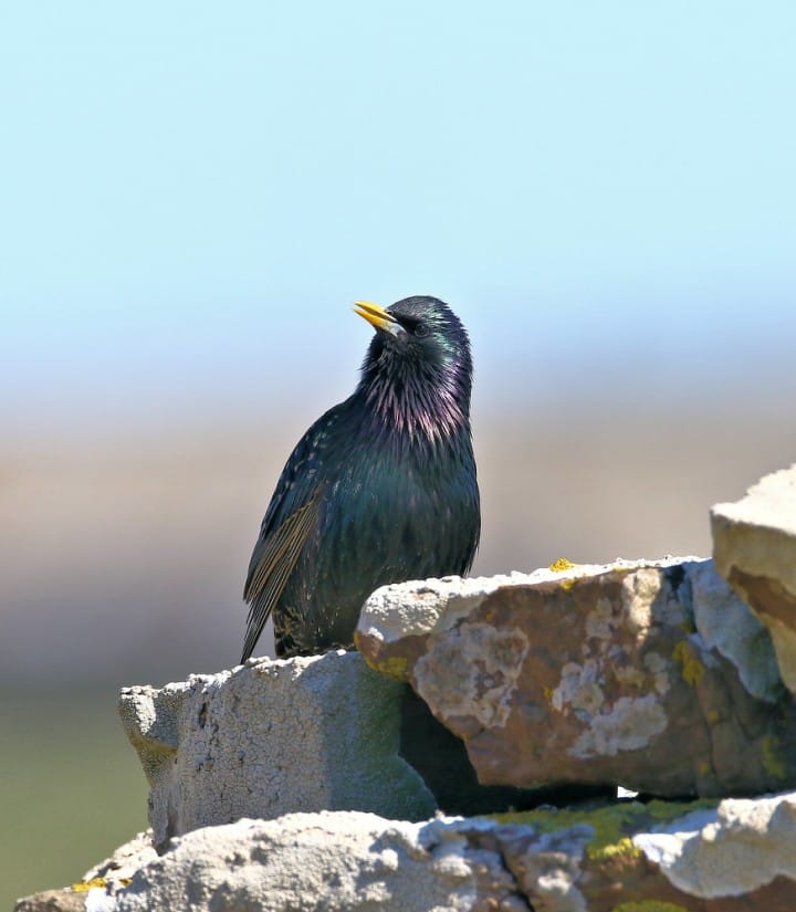 Starling murmuration Captured in the south of Jutland, Denmark on