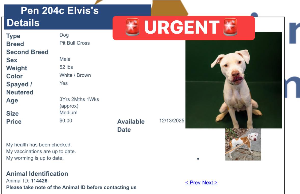 Dogs available at Gwinnett County shelter | Atlanta, GA