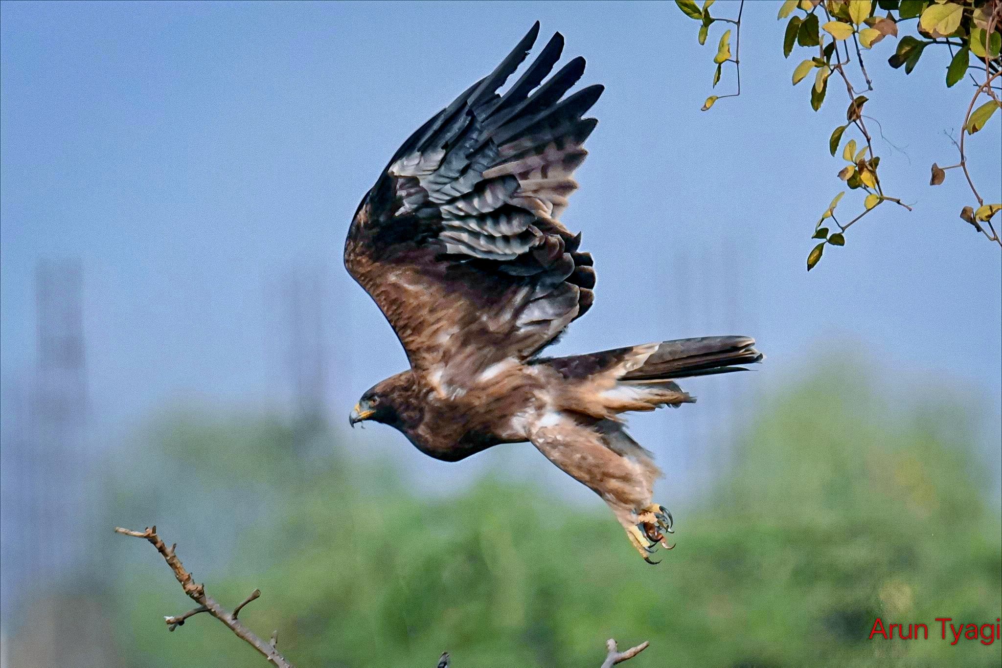 WILDLIFE ACTION PHOTOGRAPHY | Booted eagle Bhopal Madhya Pradesh India ...