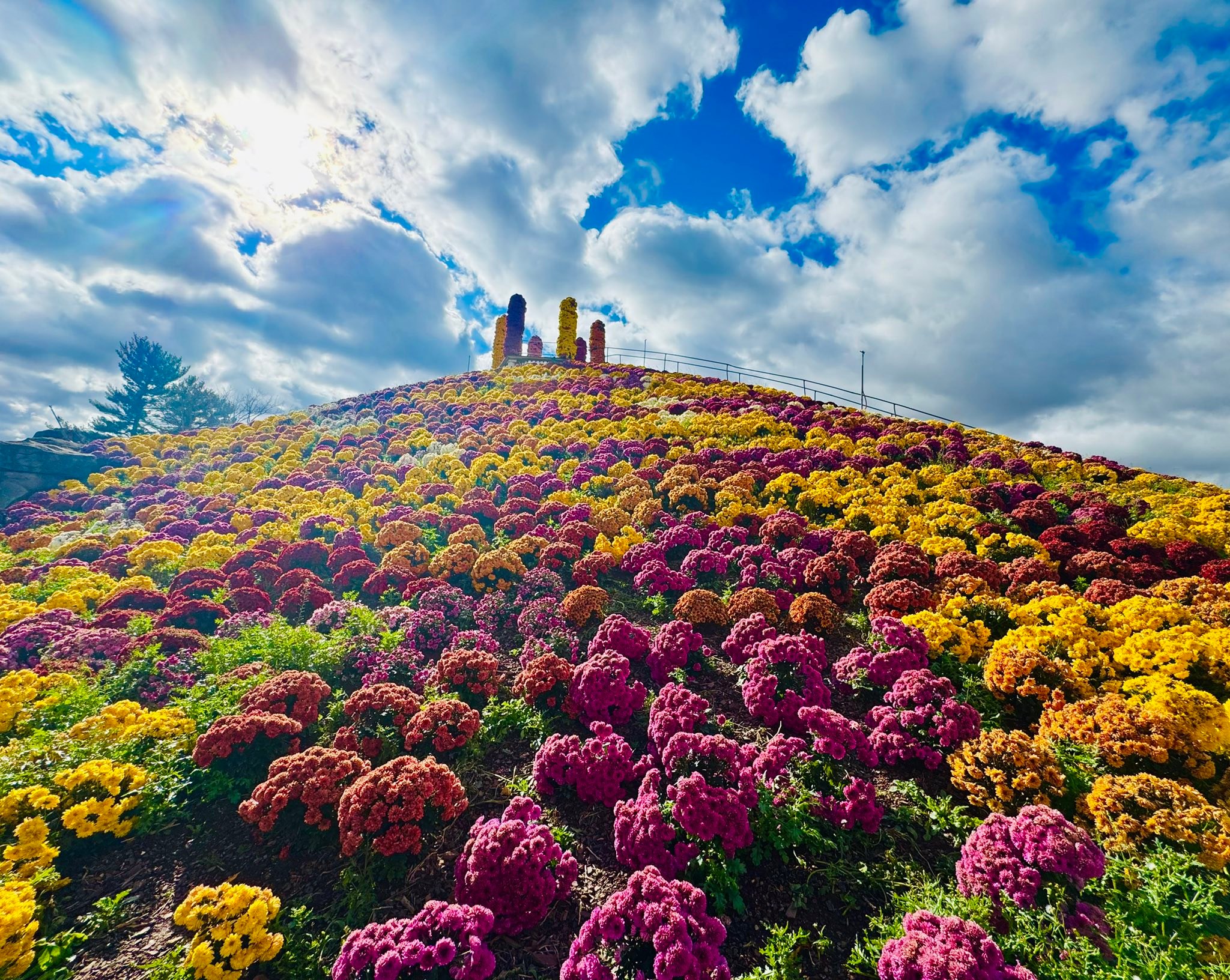 Mum mountain at Ott's Exotic Plants in Schwenksville, Pa