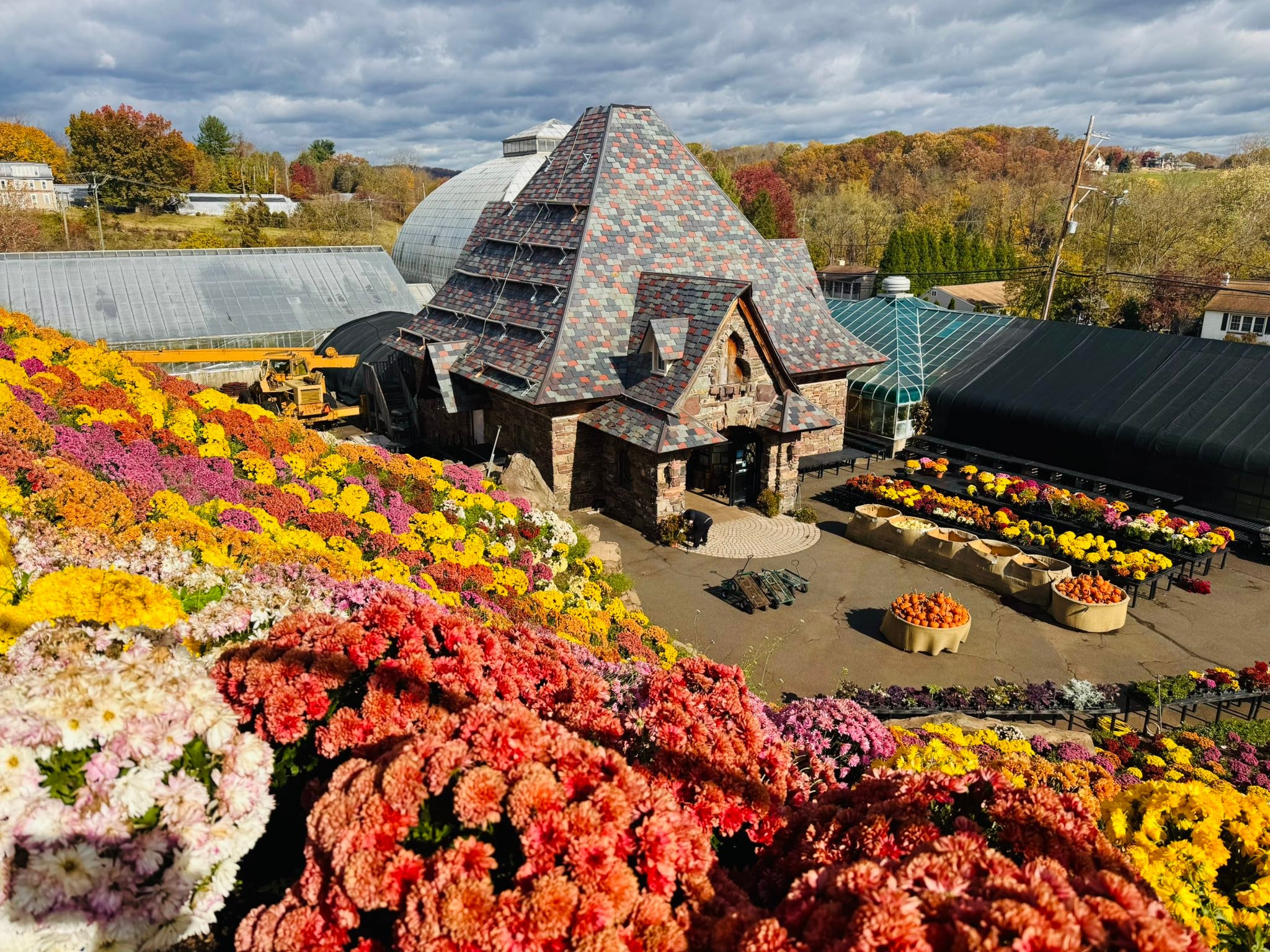 Mum mountain at Ott's Exotic Plants in Schwenksville, Pa