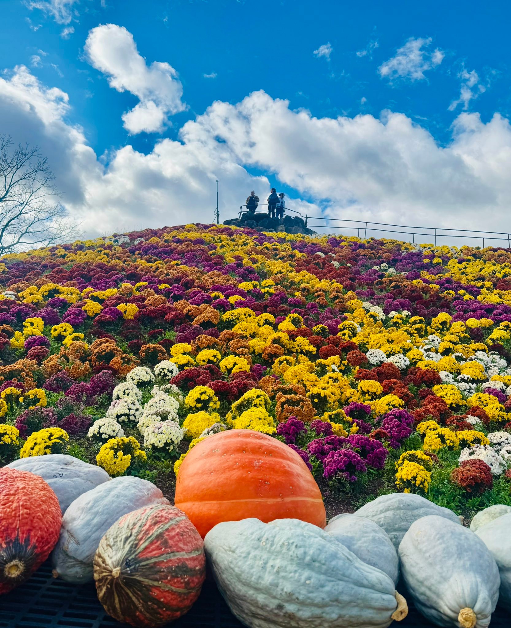 Mum mountain at Ott's Exotic Plants in Schwenksville, Pa
