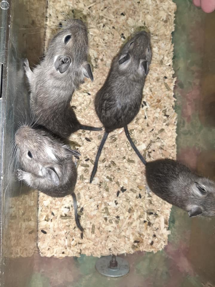 Rat Tales Toledo and Exotics