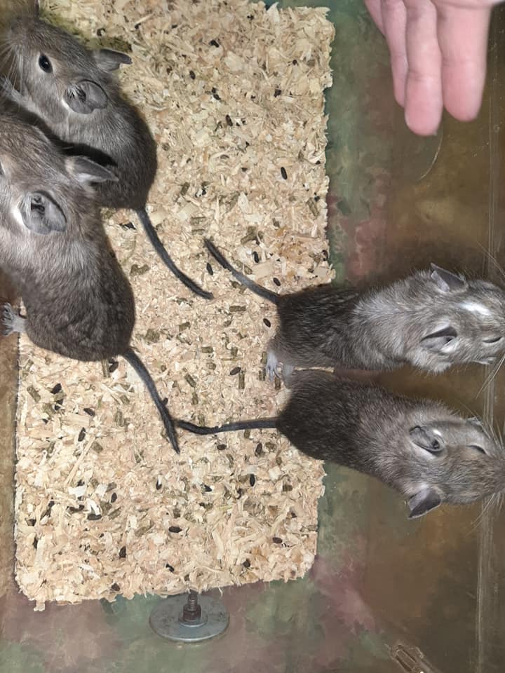 Rat Tales Toledo and Exotics