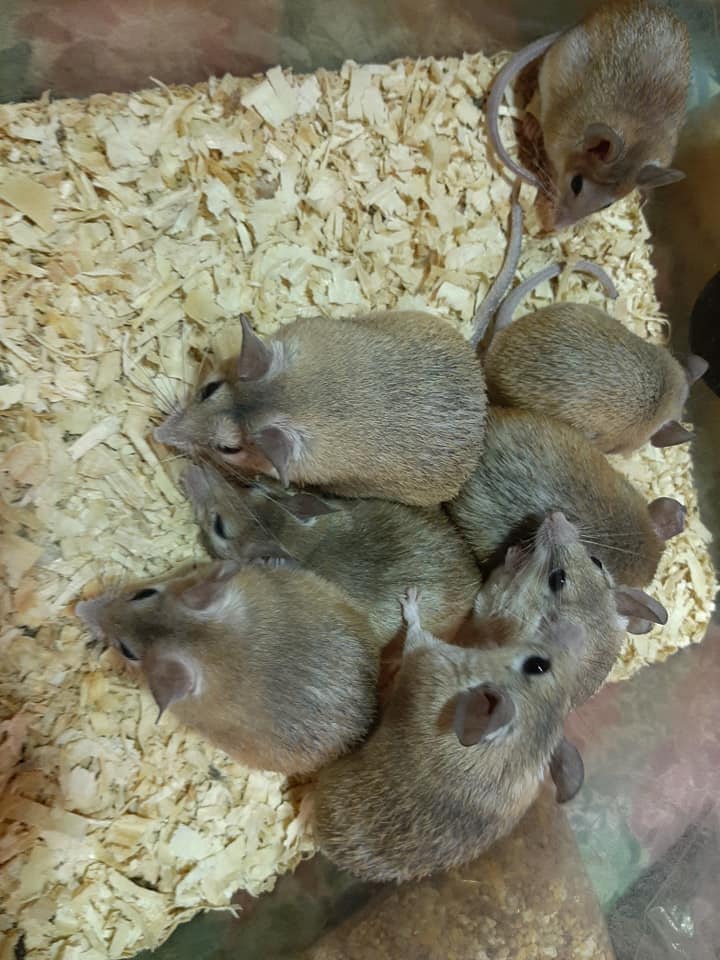 Rat Tales Toledo and Exotics