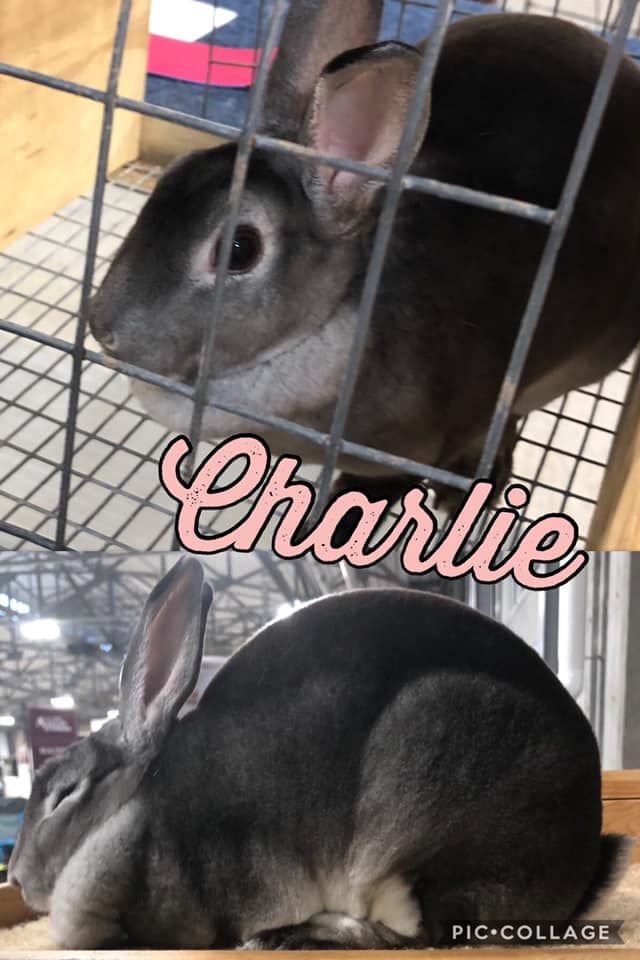 TnT Ranch & Rabbitry
