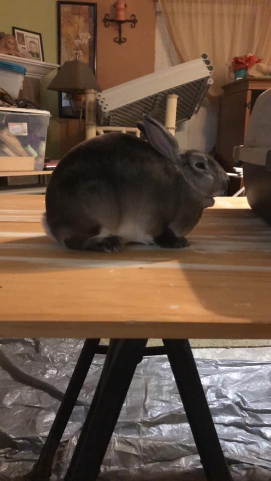 TnT Ranch & Rabbitry