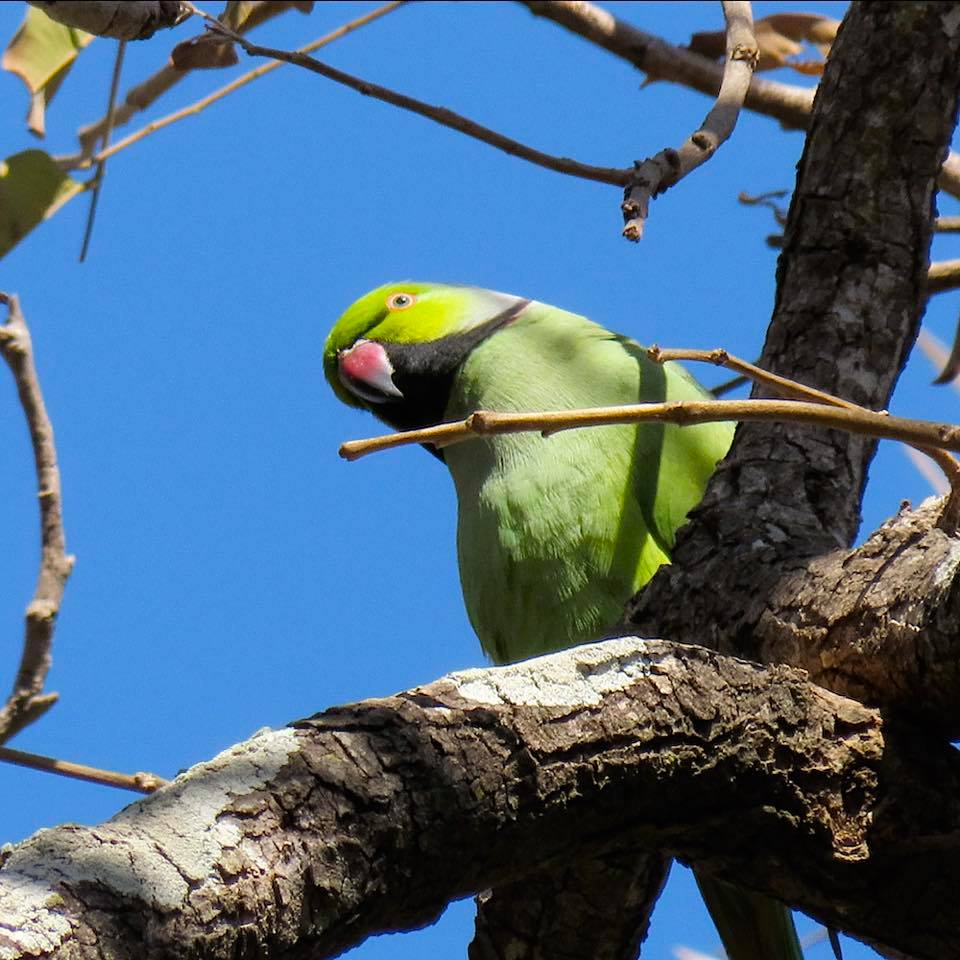 Psittacula krameri krameri is the West... - Discover PARROTS