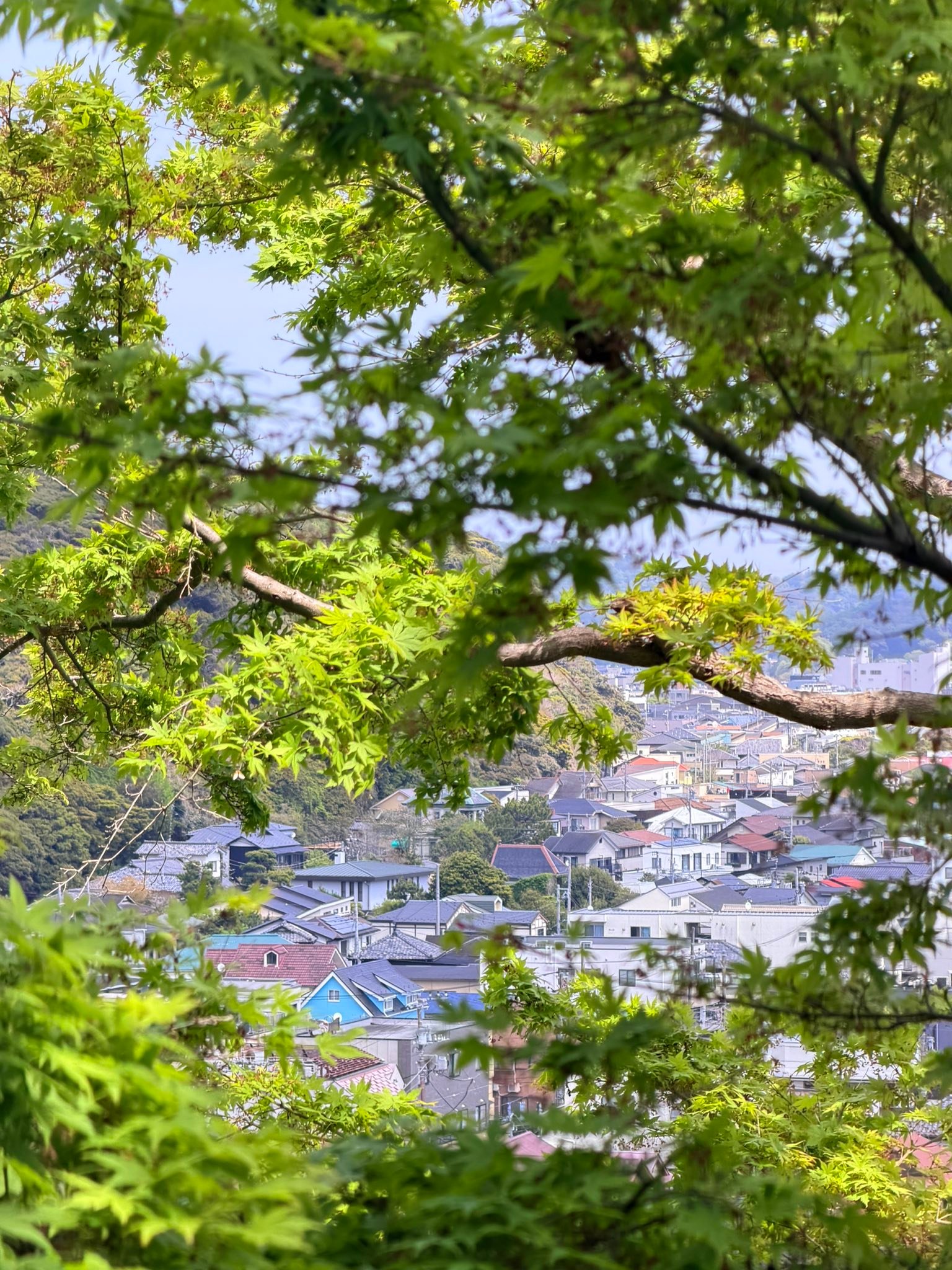 日本の四季はどれも本当にきれいですが、実はまだ秋に行ったことが 