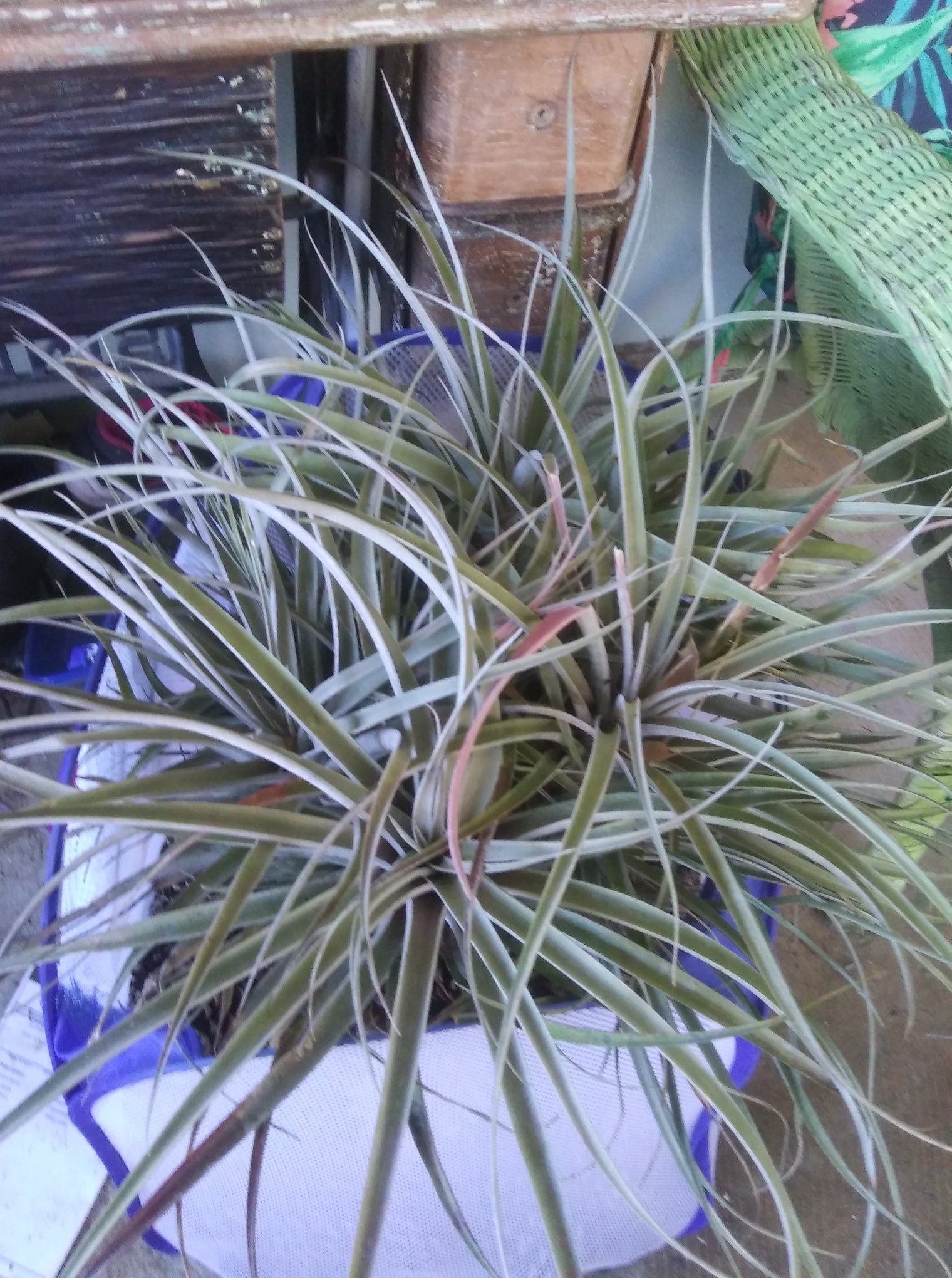 Tillandsia krukoffiana. Big specimen.