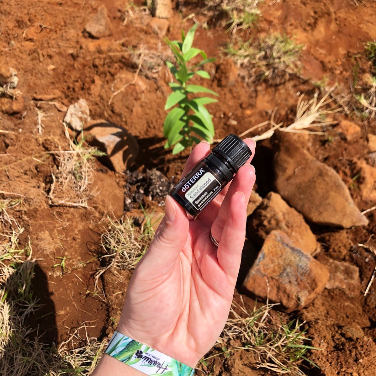 Learn more about how we sustainably source Hawaiian Sandalwood! Do