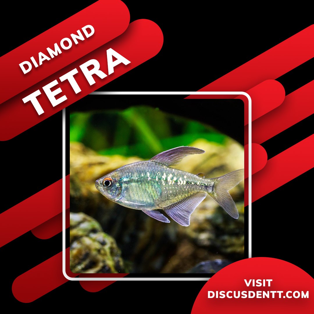 Discus Den T&T - Discus Den is highlighting the newest... | Facebook