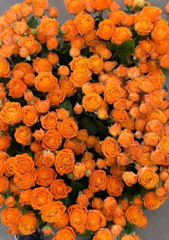 ‘Coral Bubbles' is a beautiful orange... - VOORN Spray Roses | Facebook
