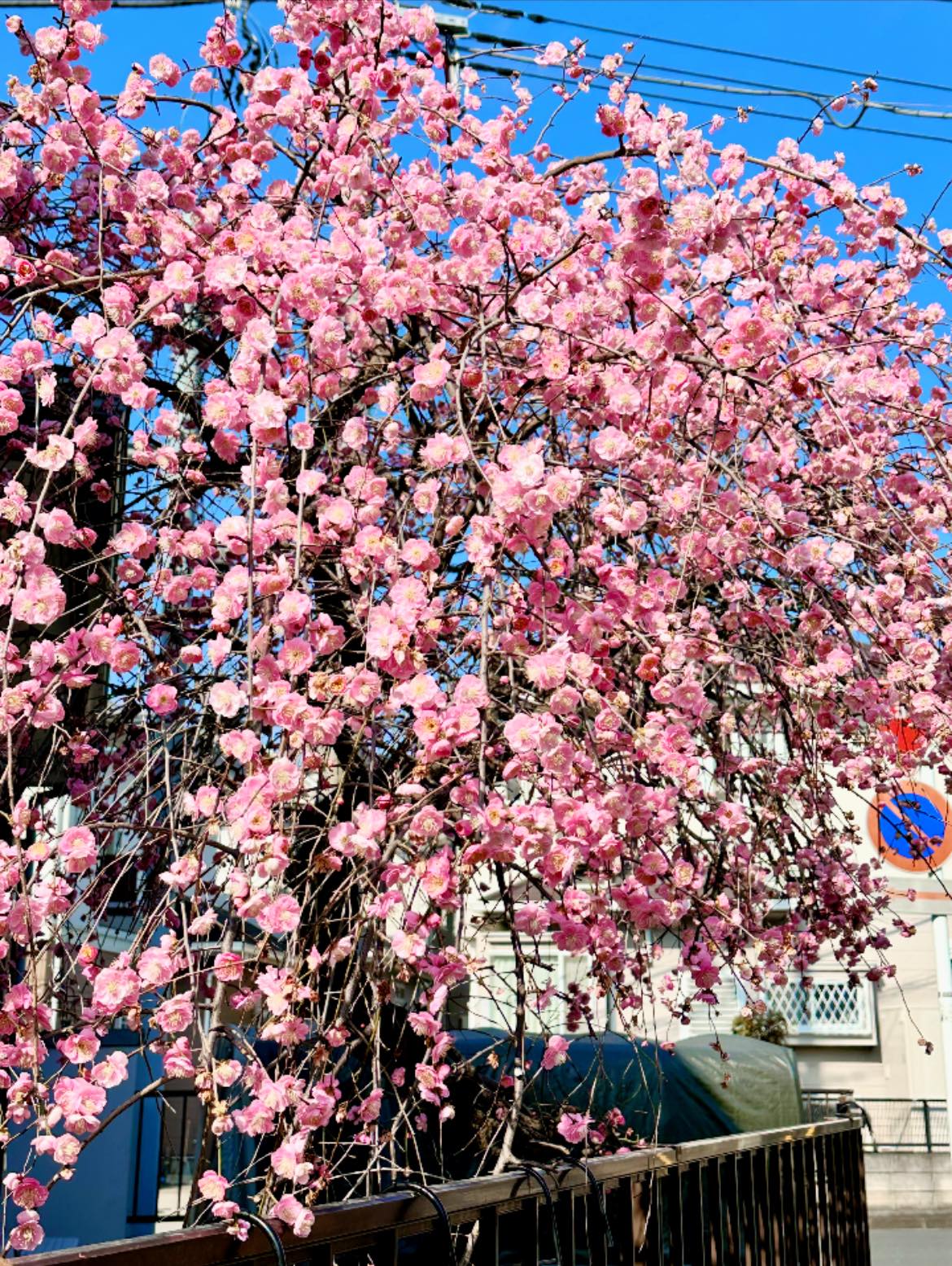 Ume / #梅 or Japanese apricot starts blooming in late winter, it