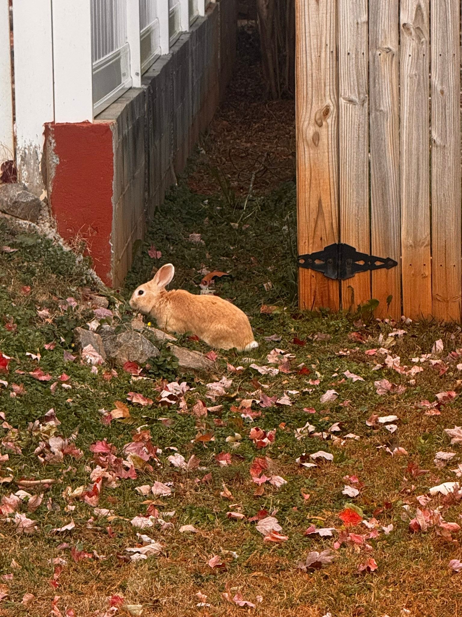 Kernersville 411 | Is anyone missing a pet rabbit | Facebook