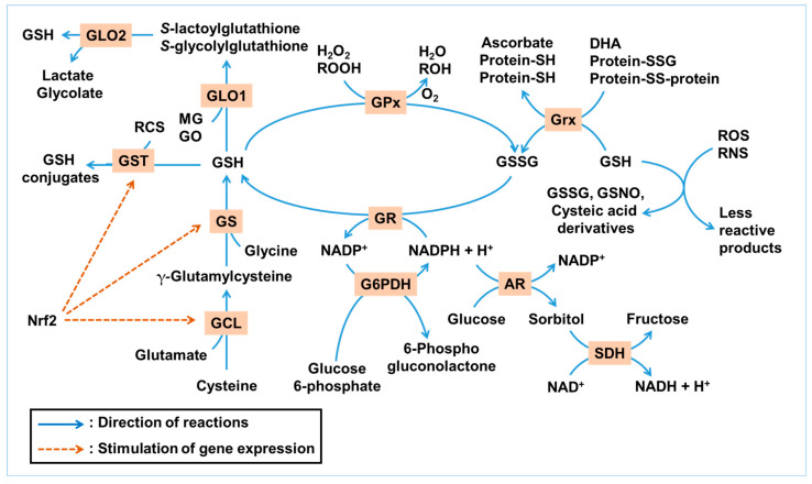 Schematic overview of glutathione (GSH) metabolism and the targeting sites of inhibitors. Color codes are defined as follows: black = enzymes or transporters; red = metabolites; blue = inhibitors. GGT: γ-glutamyl transferase