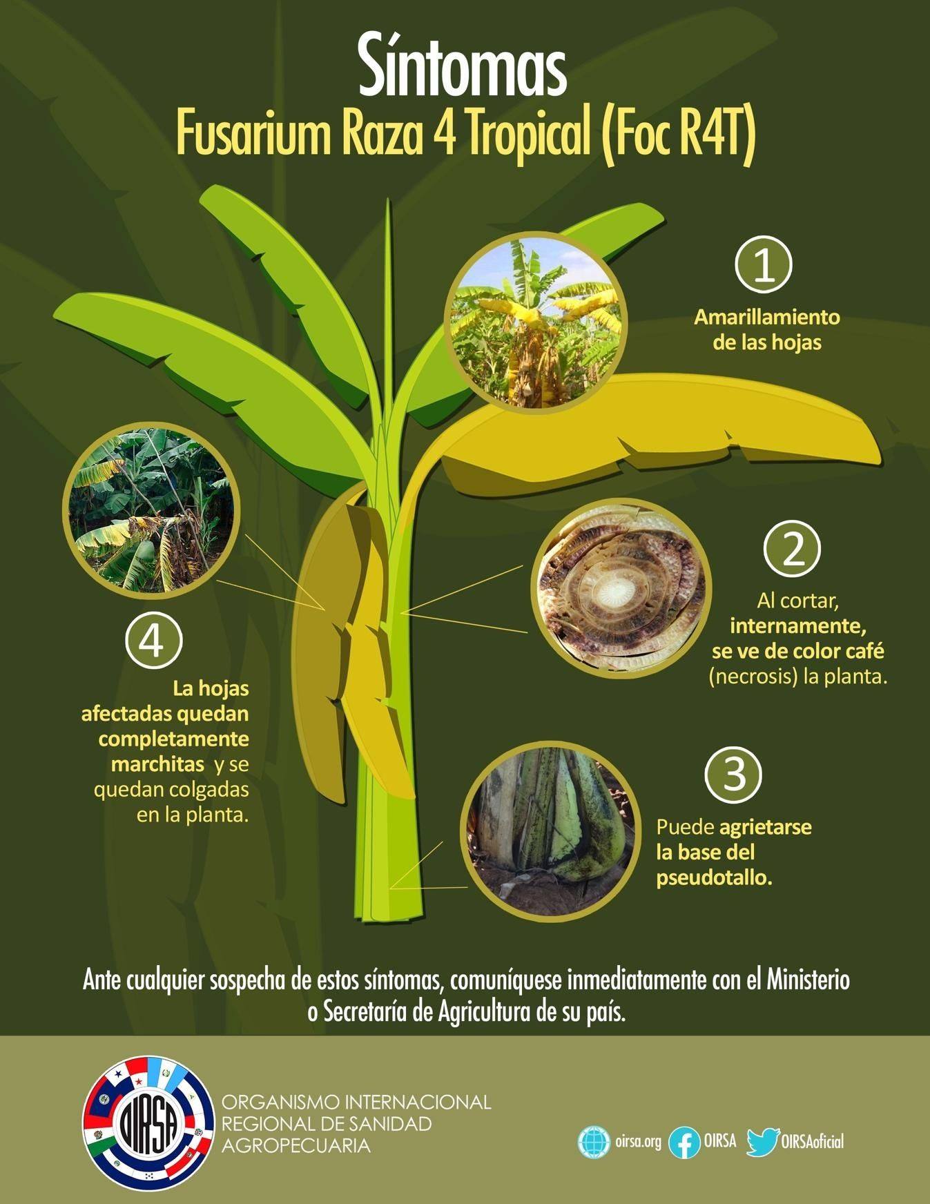 Agrobol - Sintomas del Fusarium Raza 4 Tropical (Foc R4T)... | Facebook