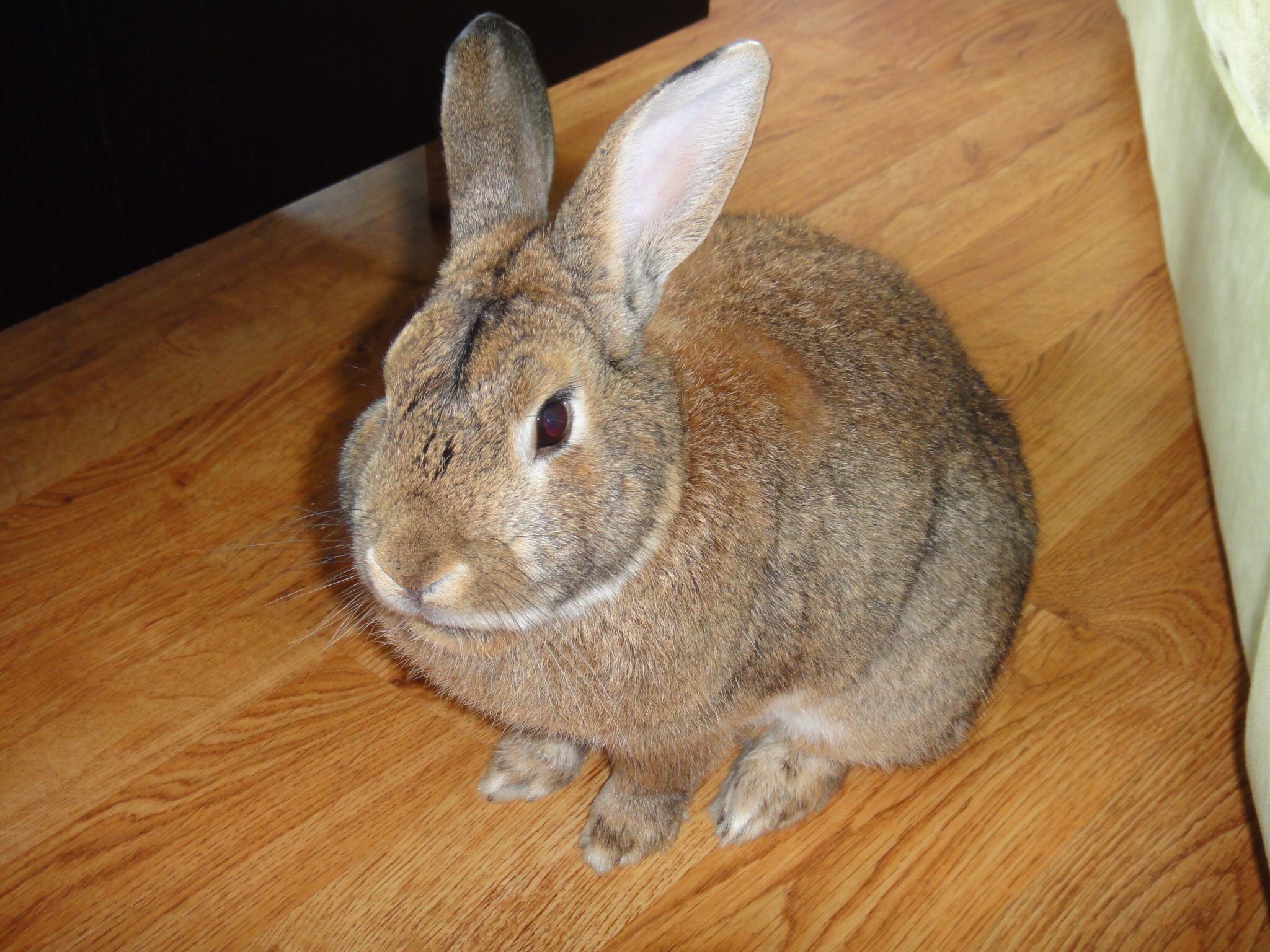 Lost Henry the Rabbit *** $1000 Reward if found - Home