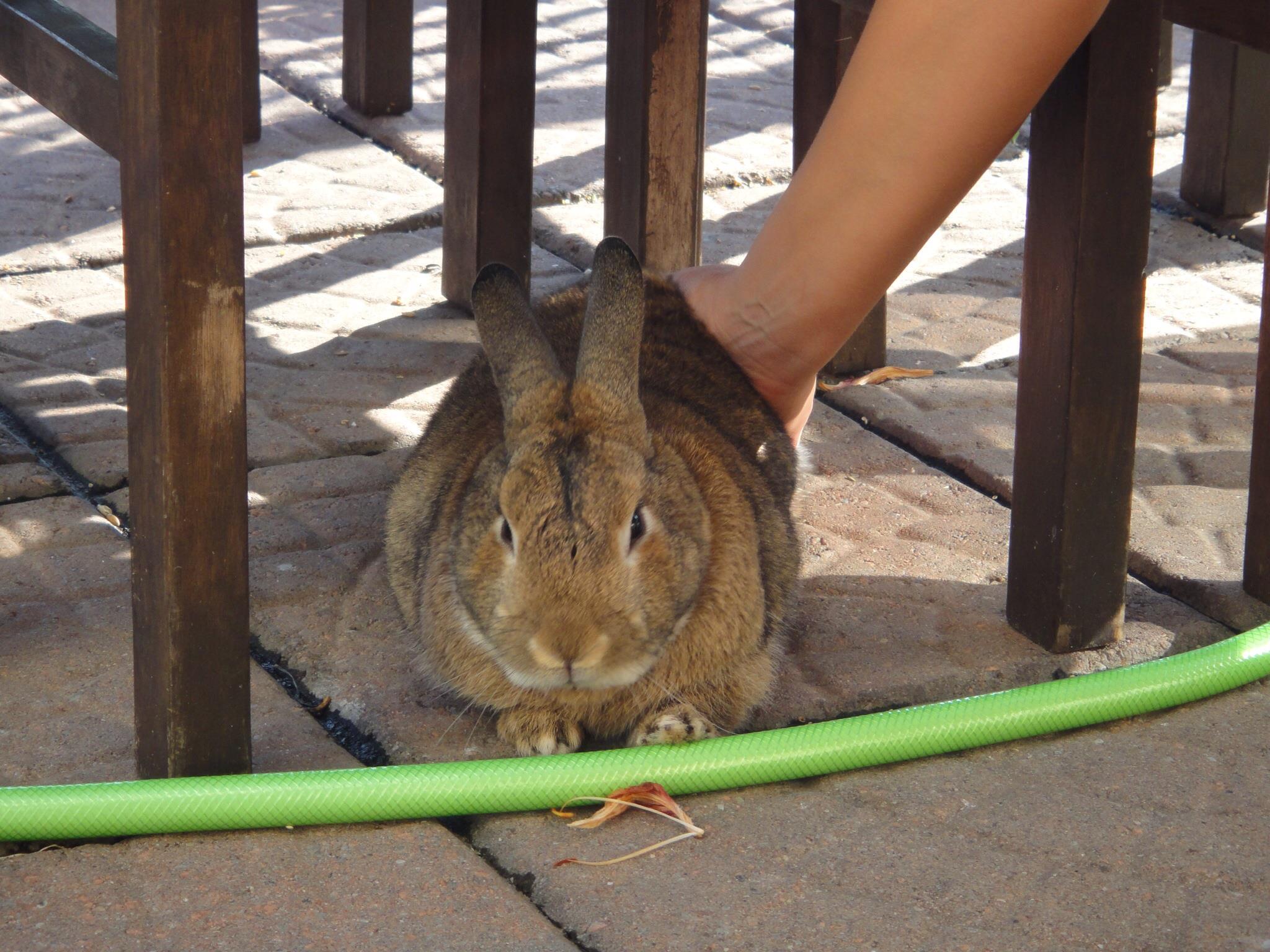 Lost Henry the Rabbit *** $1000 Reward if found - Home