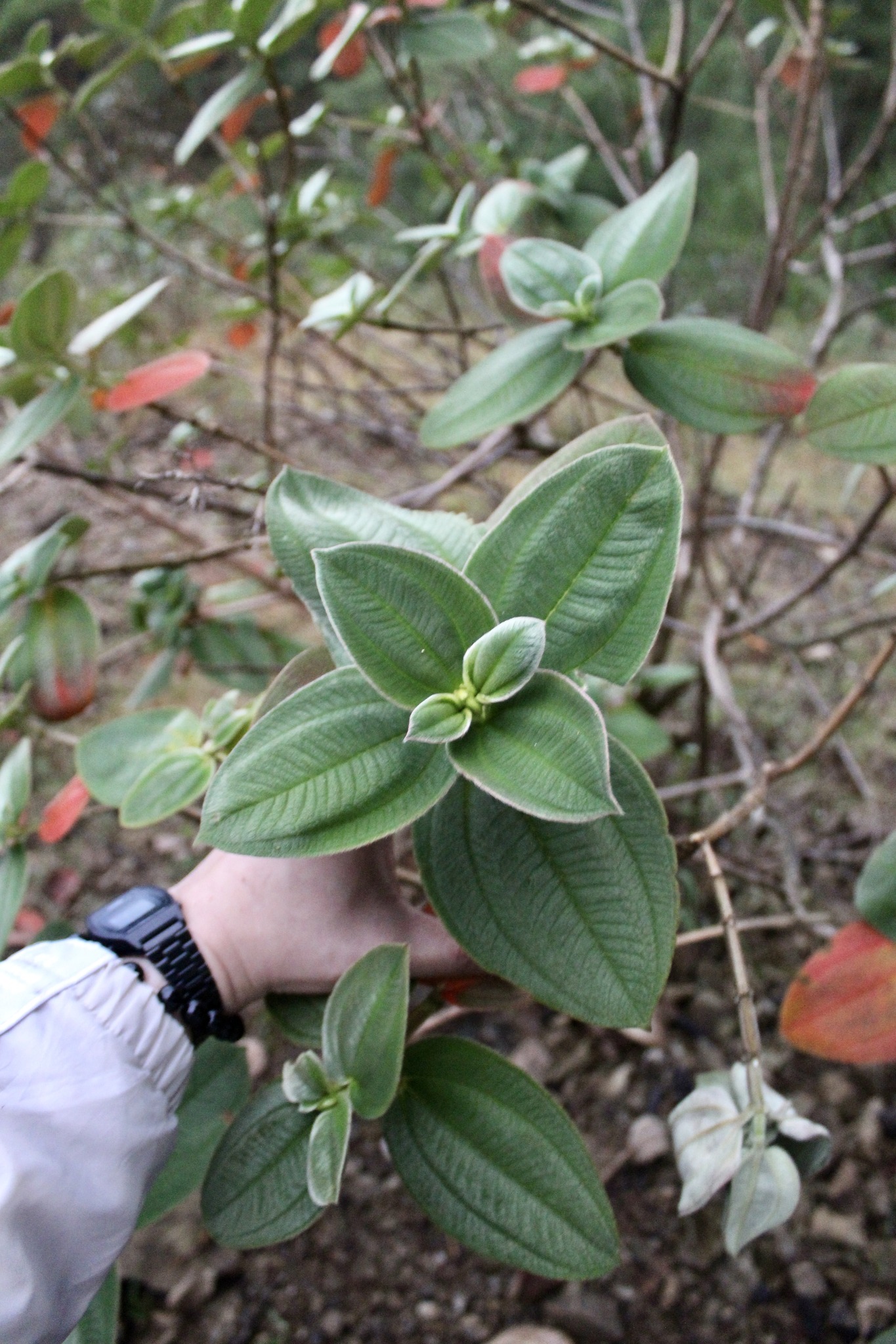 Co's Digital Flora of the Philippines | 𝘗𝘭𝘦𝘳𝘰𝘮𝘢 𝘩𝘦𝘵𝘦𝘳𝘰𝘮𝘢𝘭𝘭𝘶𝘮