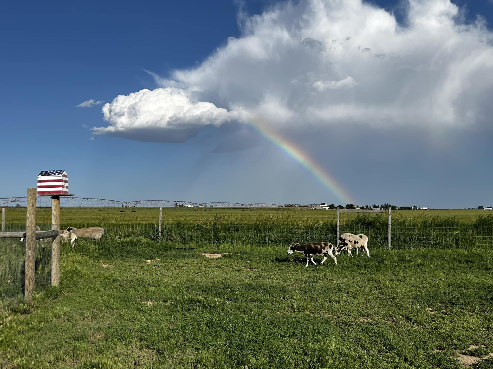 Daugherty Ranch Jacobs | Keenesburg CO