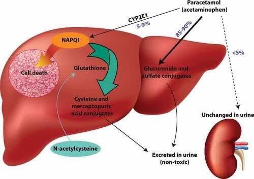 The reactive intermediate of paracetamol is N-acetyl benzoquinone-imine (NABQI). The normal PCM dose produces (Mecapturic acid), through a reaction catalysed by enzyme called Glutathione-s-transferase, Please can any one state and explain the