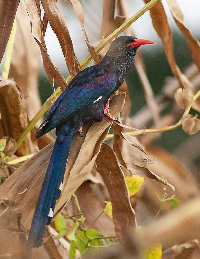 Green wood hoopoe formerly red-billed wood hoopoe Leaping for the