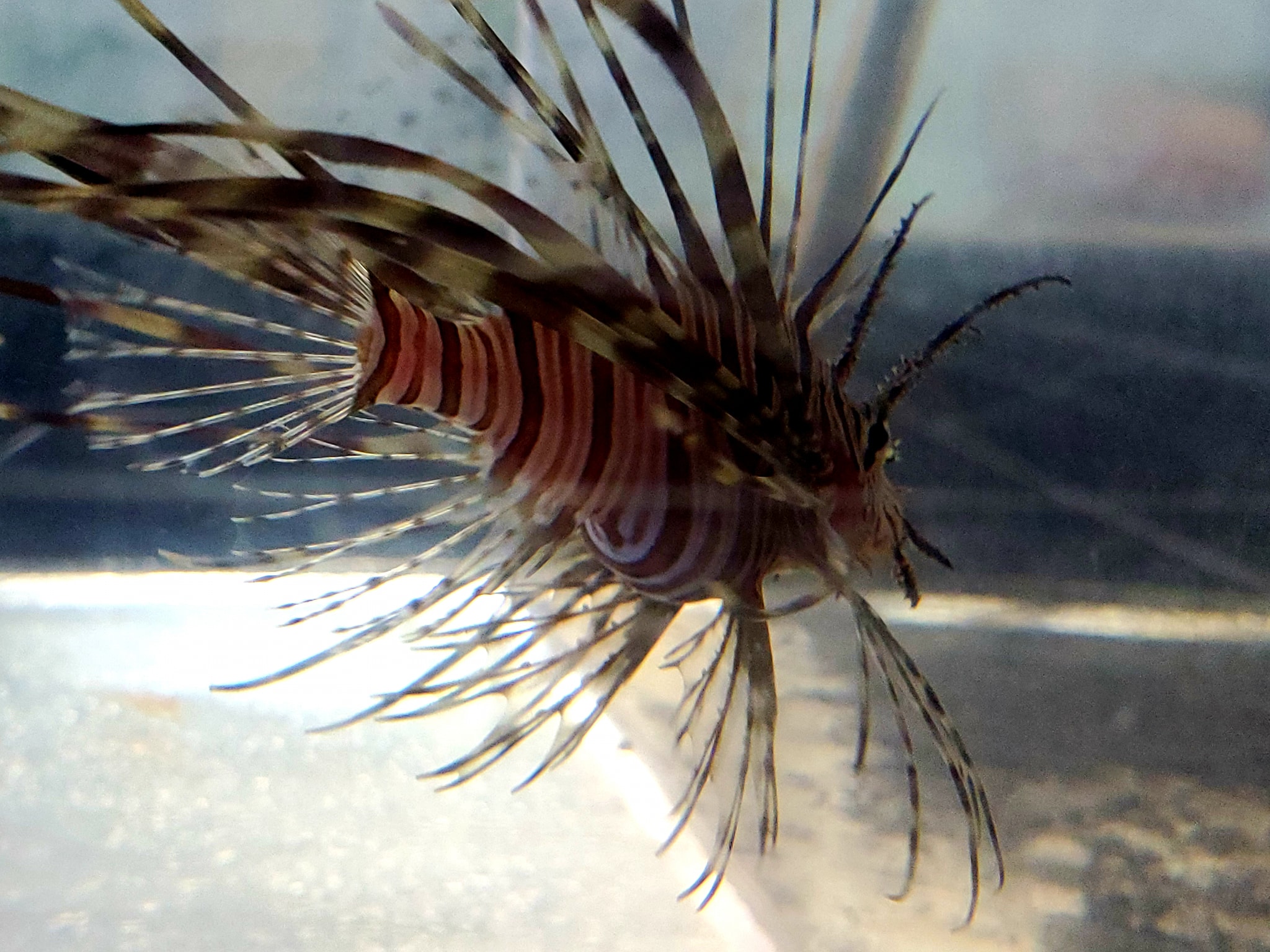 🐠 Saltwater Fish & Invertebrates... - Reef Geeks of Chicago