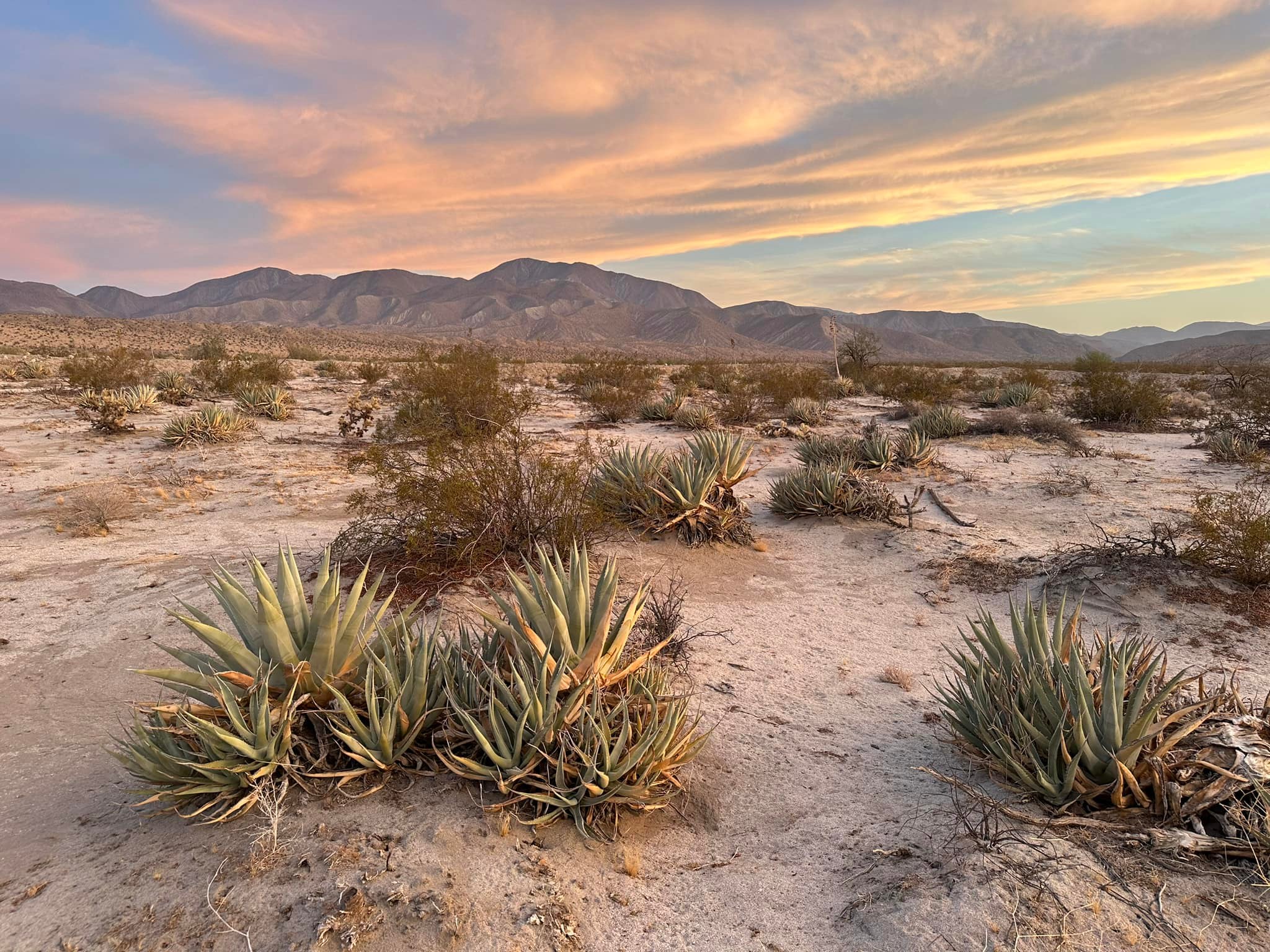 Drought-tolerant plant found at Agave Gardens
