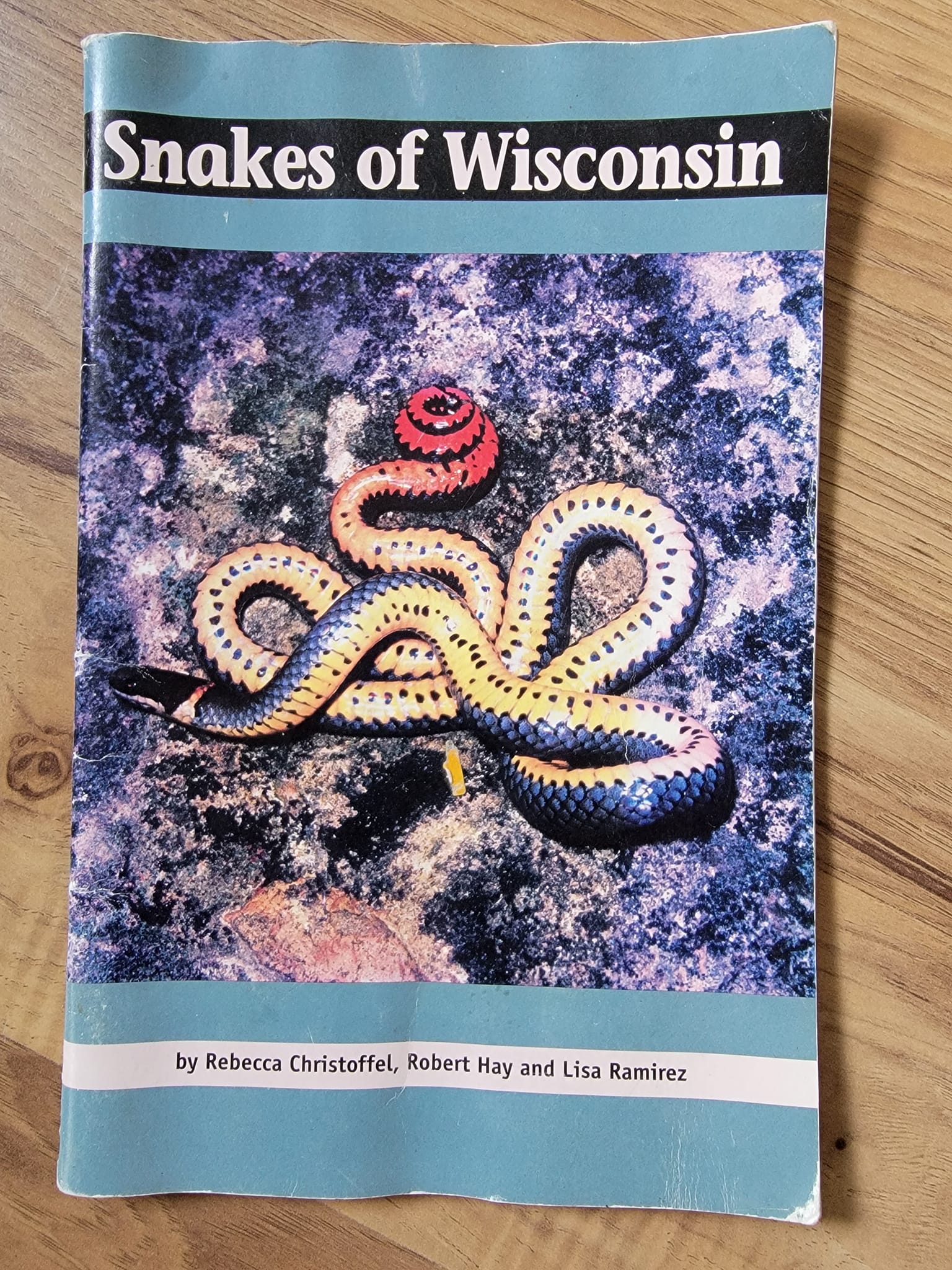 Snakes of Wisconsin Identification | On the WI DNR website you can ...