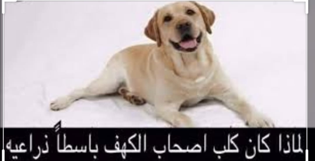 يا ابن آدم السلام عليكم ورحمة الله وبركاته لماذا الكلب باسط ذراعيه في سورة الكهف ولم يتقلب كأصحابه ذات اليمين وذات الشمال أحد العلماء في الطب الالمان يقول كنت مسافرا يوما