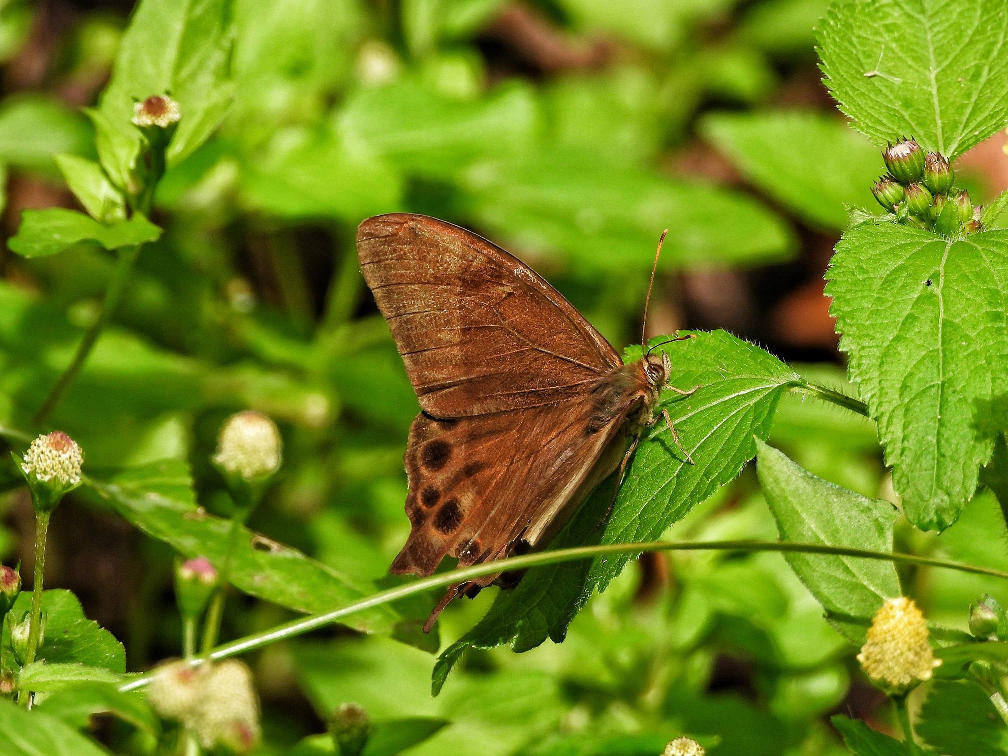 Butterflies of Thailand | Lethe vindhya vindhya C | Facebook