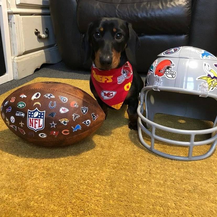 dachshund football helmet Siam Accs Rugby Fans Dog with Cute Patch Embroidery American Fan Favorite Team Iron On Sew On for Clothing Backpacks Jeans Crusoe the Dachshund at Dallas