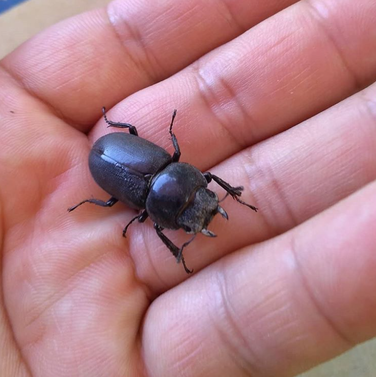 愛知こどもの国 こんにちは 愛知こどもの国の うぇってぃ です W ｷﾘｯ ついにきました カブクワの季節がっ いくつになってもカブクワを発見するとテンションガチあがりますよね 艸 いよいよはじまる 日本の夏 愛知こどもの国の夏 ボク