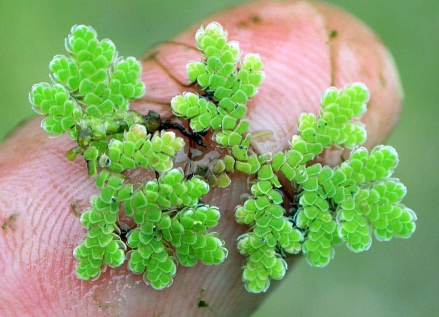 #Technique_de_culture d’azolla... - Benin Fruits & Fleurs | Facebook