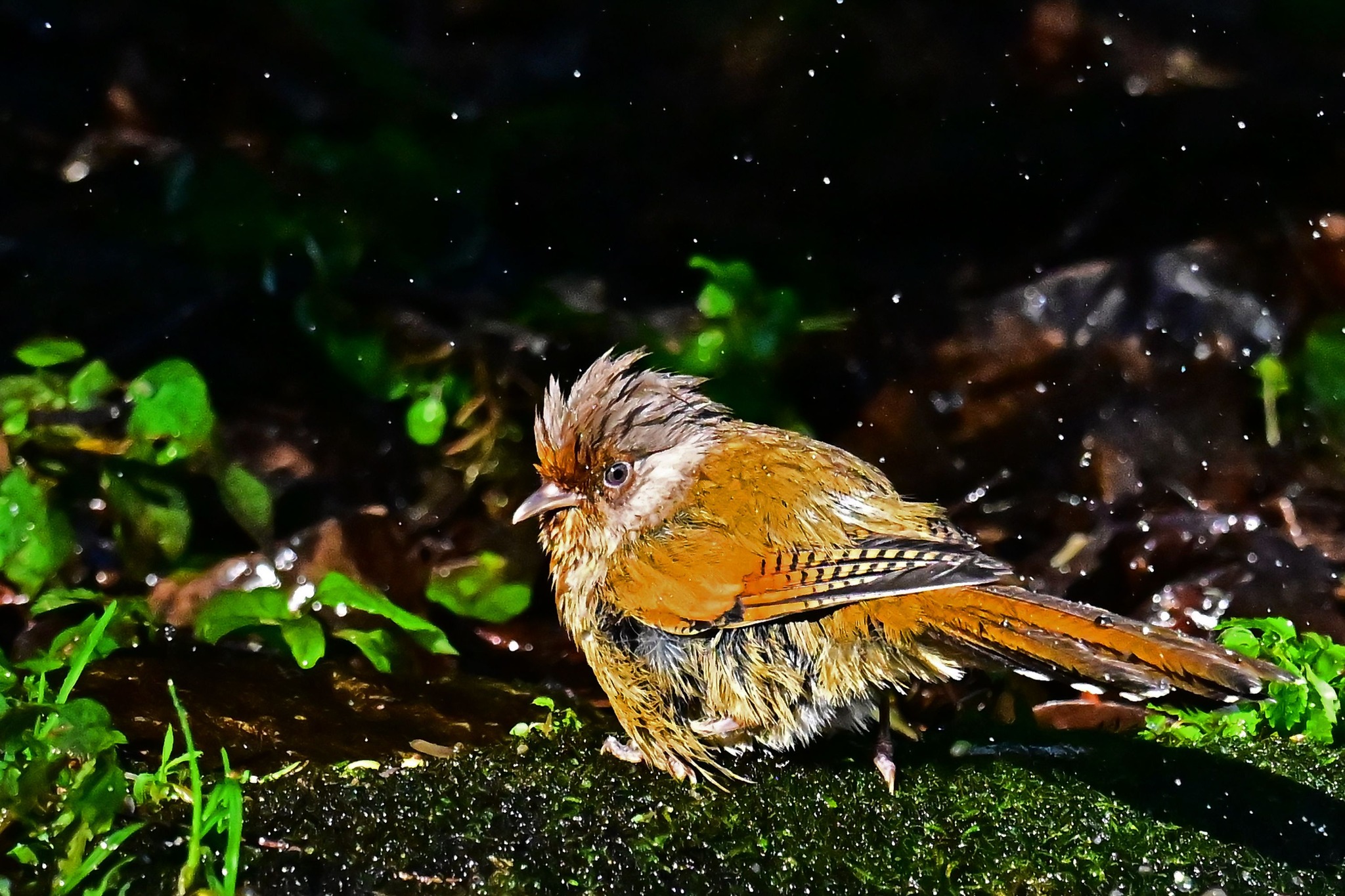 鳥攝.26.06.14.z8.