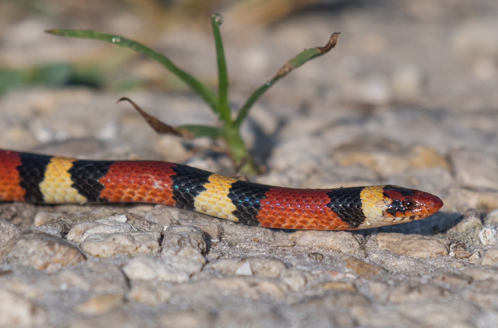 Saw this king snake on a hike in Black Bear, just outside Orlando.