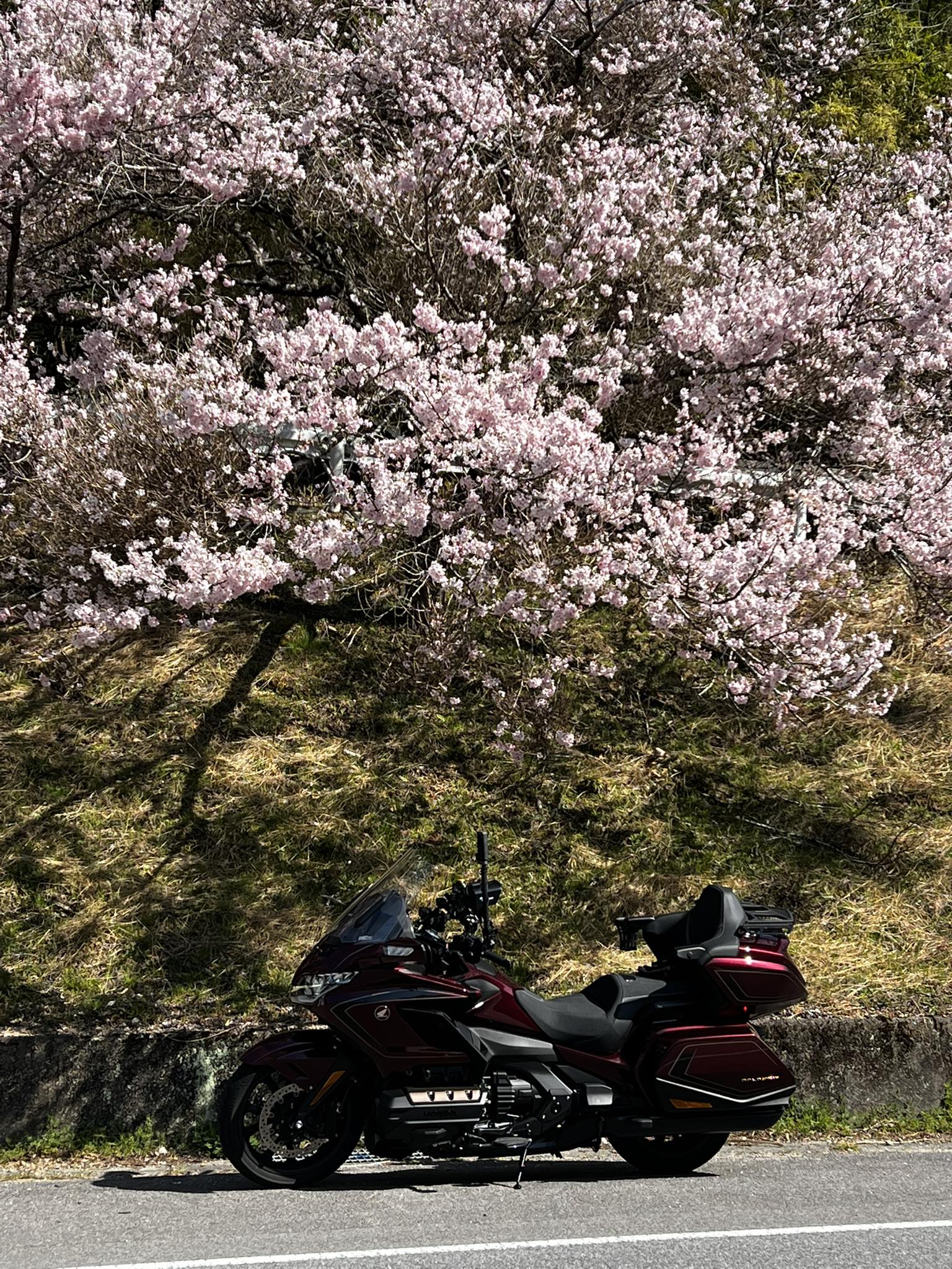 The cherry blossoms are in full bloom at HRC Headquarters in Asaka