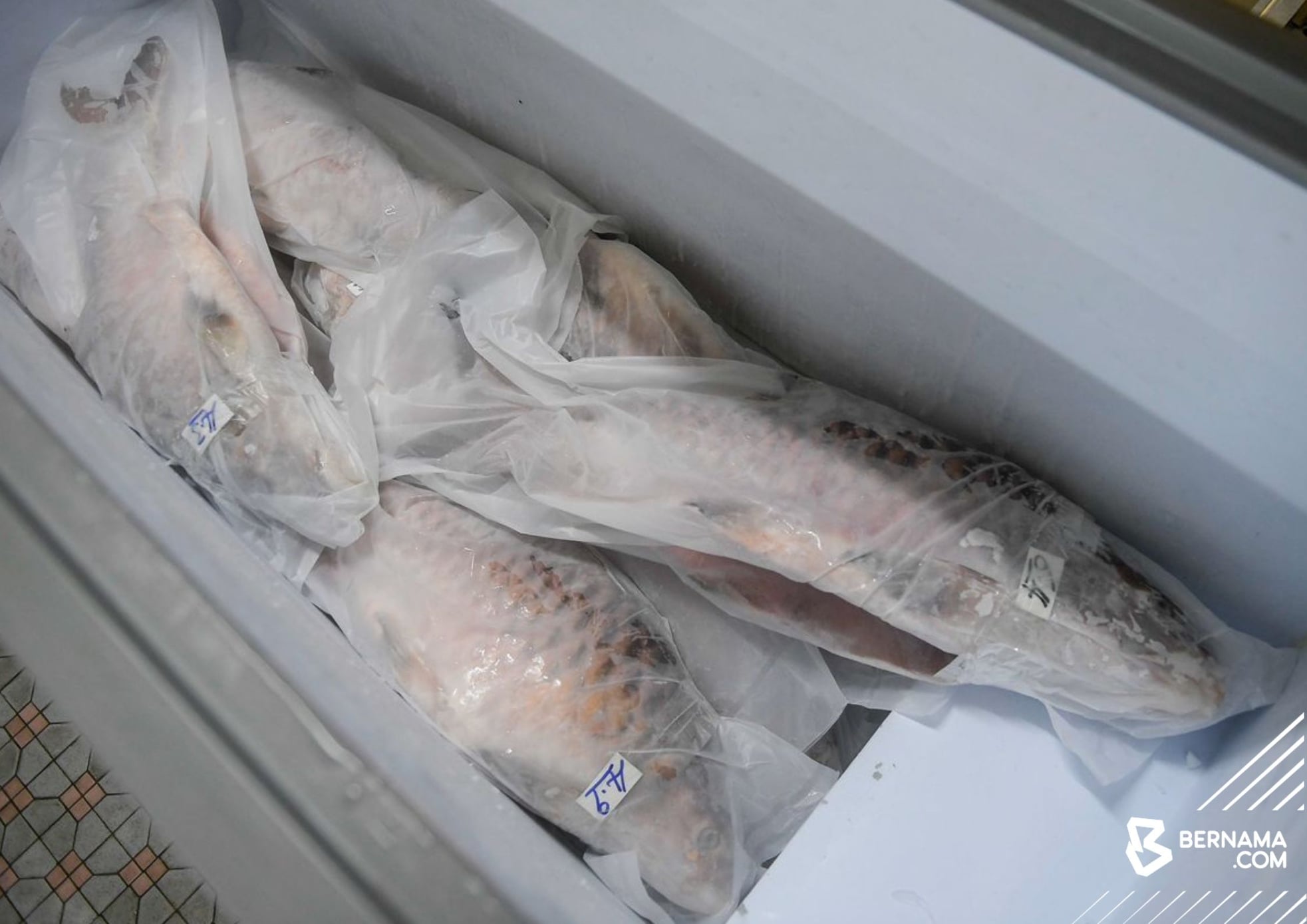 BERNAMA - IKAN EMPURAU, RAJA SUNGAI DI SARAWAK..... Tahukah anda ikan ...