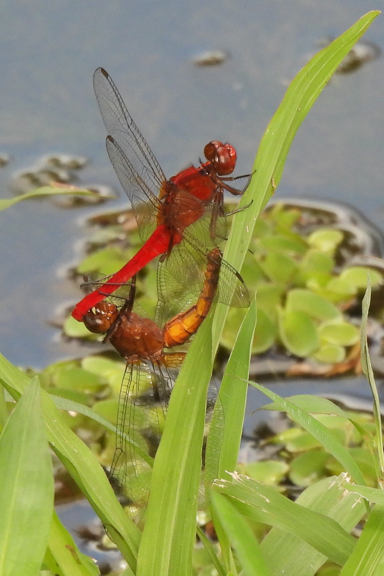 Dragonfly Lovers | Common redbolt - mating | Facebook