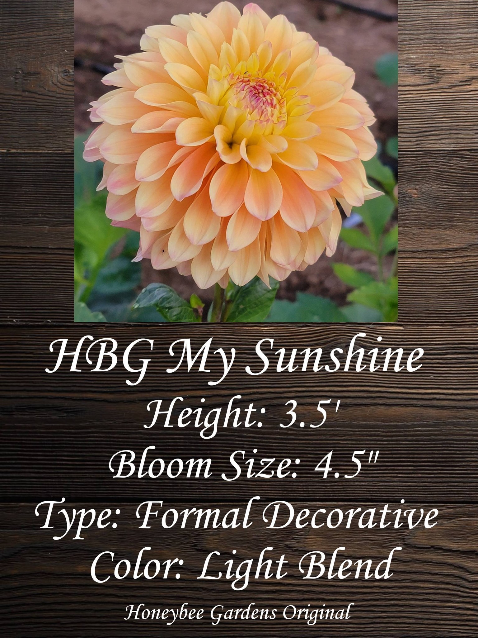 Award-winning dahlia varieties for release | Wenatchee, WA
