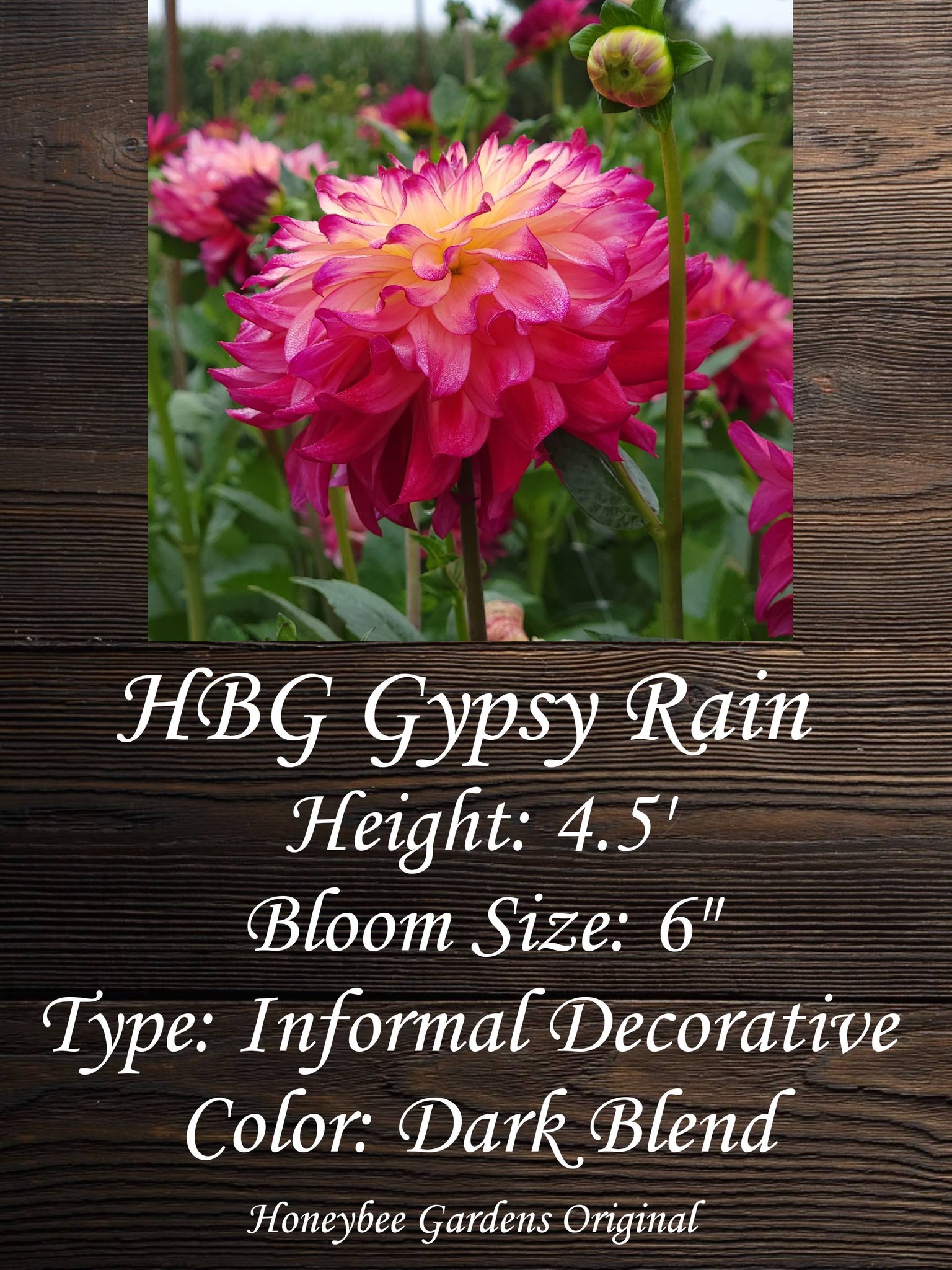 Award-winning dahlia varieties for release | Wenatchee, WA